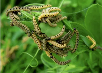 Insects are a clear sign of a cause of the problem. Photo: UC ANR