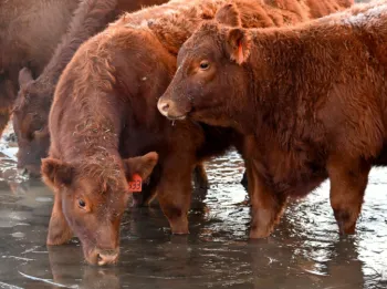 cattledrinking