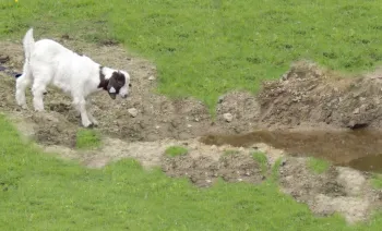 goatwater