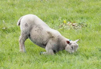 grazing