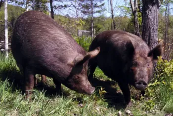 Pasturepigs2piggs