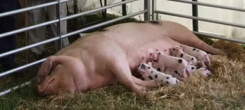pigrepro