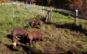 pigsinpasture