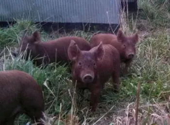 piglet