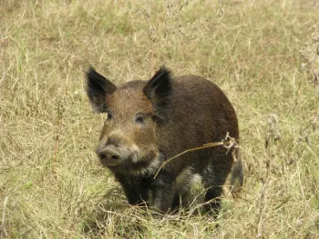 Wild pig
