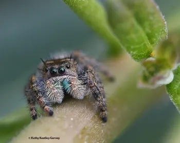 Who doesn't love a jumping spider? (Photo by Kathy Keatley Garvey)