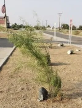 Desert willow plant started from seeds by Meredith Hergenrader.