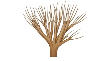 Witches' broom