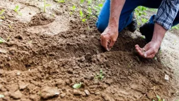 Once cleared and prepared, in-ground raised beds can be effective growing areas. Photo: Benyamin Mellish, Pexels