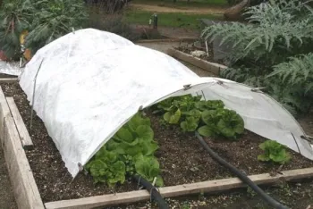 Floating row cover. Courtesy UC Regents