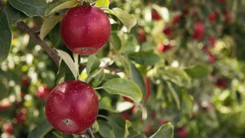 Plums are a delicious summertime treat. Jen Theodore, Unsplash