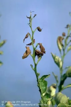 Citrus leaves killed by frost, UC IMP Program