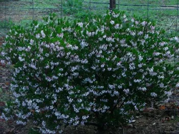 Howard McMinn Manzanita, Las Pilitas Nursery