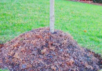Avoid mulch volcanoes – they can make bark susceptible to insects and disease. Casey Trees