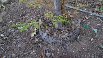 Protect new plants from gophers with wire “baskets”. UC ANR