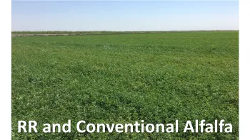 RR and Conv Alfalfa