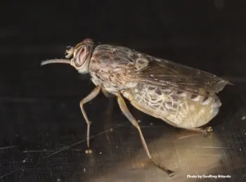 A gravid (pregnant) tsetse fly, Glossina morsitans morsitans.(Photo by Geoffrey Attardo)