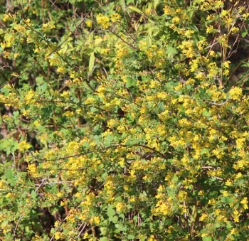 Golden currant
