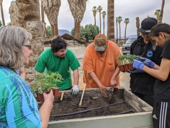 several members of the Torres-Martinez tribe are working on a vegetable garden
