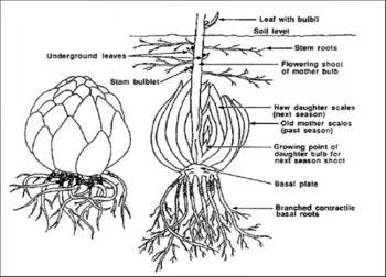 Bulbs01