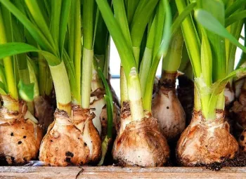 Bulbs03