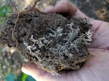 mycorrhizal