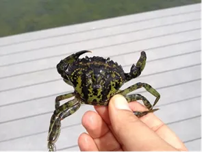 green crab from cal ag paper
