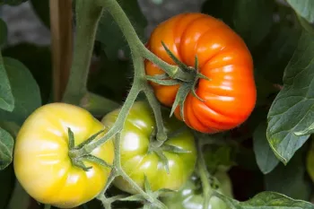 Three tomatoes on a vine, one red and ripe, the others still green.