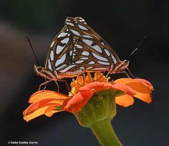 A pair of Gulf Fritillaries, Agraulis vanillae. (Photo by Kathy Keatley Garvey)