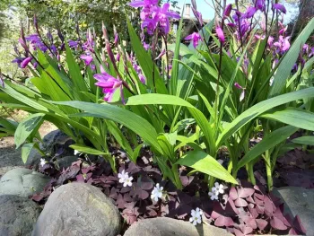 Bletilla soak up some sun in Yankee Hill, Laura Lukes