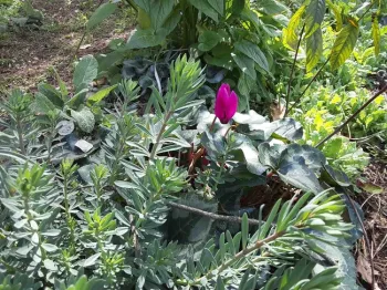 The cyclamen blooms, Laura Lukes