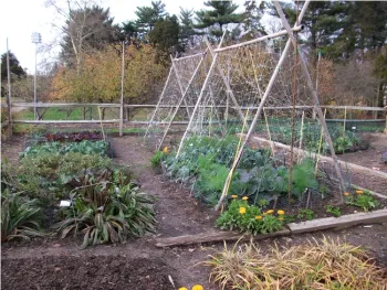 Vegetable garden with leafy greens and flowers by Larry Bacon.