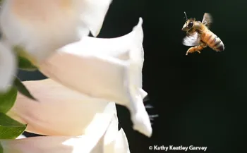 The honey bee is revered throughout the world for its pollination services and its honey. And the honey wine that mead makers make. Here a bee heads toward a foxglove. (Photo by Kathy Keatley Garvey)