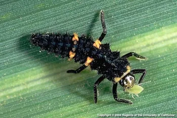 Larvae of the convergent lady beetle. Jack Kelly Clark, UC IPM