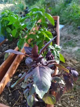 Basil