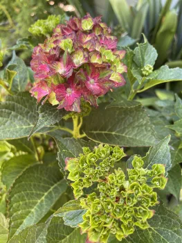 Colorful hydrangeas