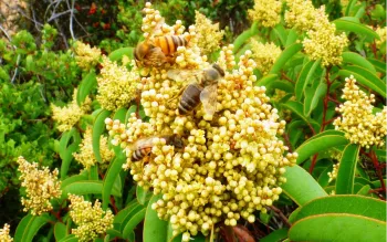 apis_on_malosma