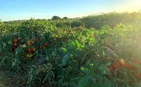 tomato images
