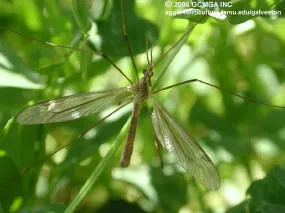 crane-fly_small