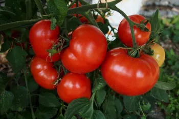 “Early Girl” Tomatoes