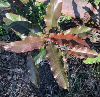 Chinese Photinia
