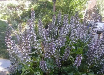 Bear's Breech