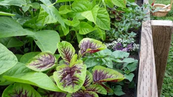 Living Mulch
