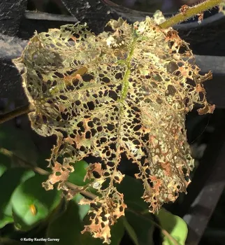 A defoliated elm leaf. (Photo by Kathy Keatley Garvey)