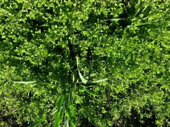 Figure 3. Triticale field highly infested with common chickweed in Tulare county.