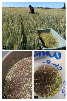 Figure 10. Collecting chickweed seed from a site where ALS inhibitor herbicide resistance was suspected.