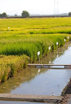 Rice Experiment Station, Biggs, CA