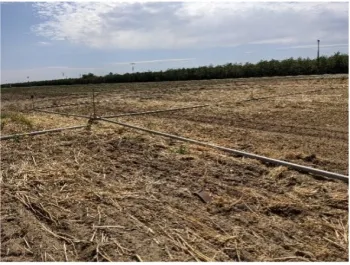 To encourage further decomposition, the cover crops were disked multiple times and irrigated once in March and April.