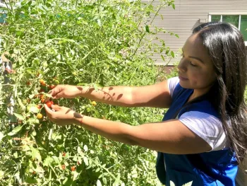 Woman in blue Master Gardener vest choosing ripe red cherry tomatoes off the vine.