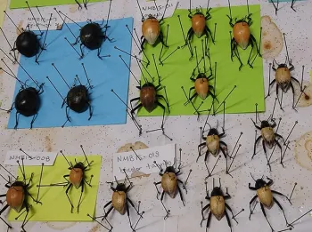 Iris Bright's projects included these pinned Onymacris (tenebrionid beetles from Namibia). (Photo by Kathy Keatley Garvey)